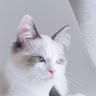 nemu
