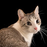 View user_i6curi4ch0rx8b6a's Profile