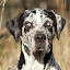 Coahoma Catahoulas (Owner)