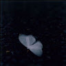 Agnia Faradha Listya