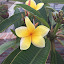 Plumeria 232