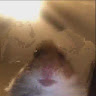 Lior