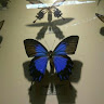 Ayu Ambar