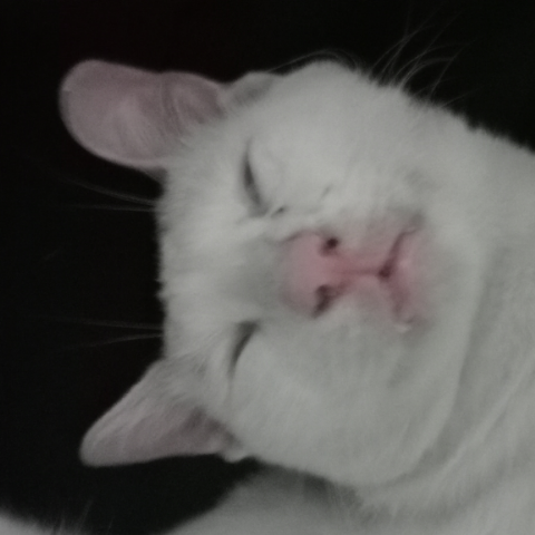 Ferdy