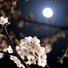 Moon Light
