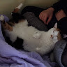 타임허밍
