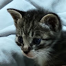 userThumbnail