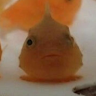 Sarlington member profile picture