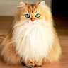 Gizem A****** Profil Resmi