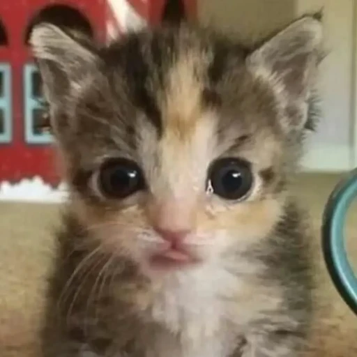 Тим