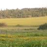 תמר מן's photo