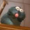 emo rat
