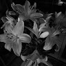 Gray Lily