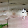 吳政翰
