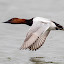 Pacific Canvasback