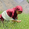 Archo Kaneez