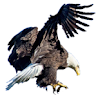 User badge image