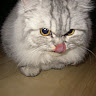 Civitai profile picture for @kawasaki