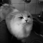 Bruger: Milo Sowden-Breithaupt