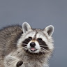 whrhksgus1234573's Avatar