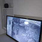 Bruger: Francisco Lugo