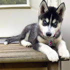 Kullanıcı: Rifan269