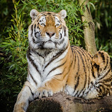 Александр Мирошников