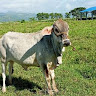 Andy Manuel Banlaygas