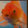 金魚腦