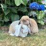 Writer: Our Bunny Barn Holland Lops