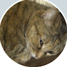 molkot's Avatar