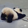 洪振棨