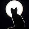 MOON CAT