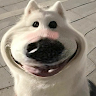 高gienee