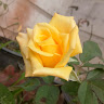 Rosy Khaila