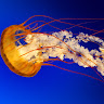 tal chazan's photo