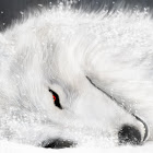 Utente: Sói Nguyễn