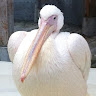 igusa's Avatar
