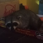 Utilizador: Erika Muñoz Castillo