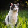 Writer: Happy Paws