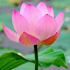 ผู้ใช้: 安心心