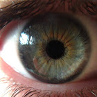 ผู้ใช้: Bruno Palma