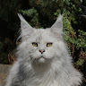 作家相片: Mainecoon cattery NAIO