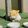 워나지Wanaji