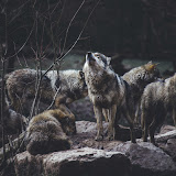 Használó: Dakota Morinelli