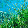 Foto del escritor: Green Posidonia