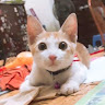 Minh Ngoc