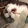 Lisa Dong