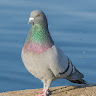יונה פרוש's photo