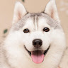 Civitai profile picture for @Husky